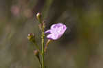 Tenlobe false foxglove